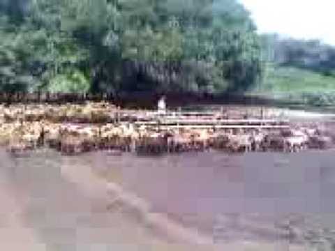 Pastores de Patos