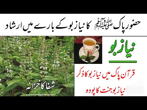 Tulsi plant vs Basil | Difference between tulsi and niazbo | Niazbo plant | Basil plant by Dr Asim