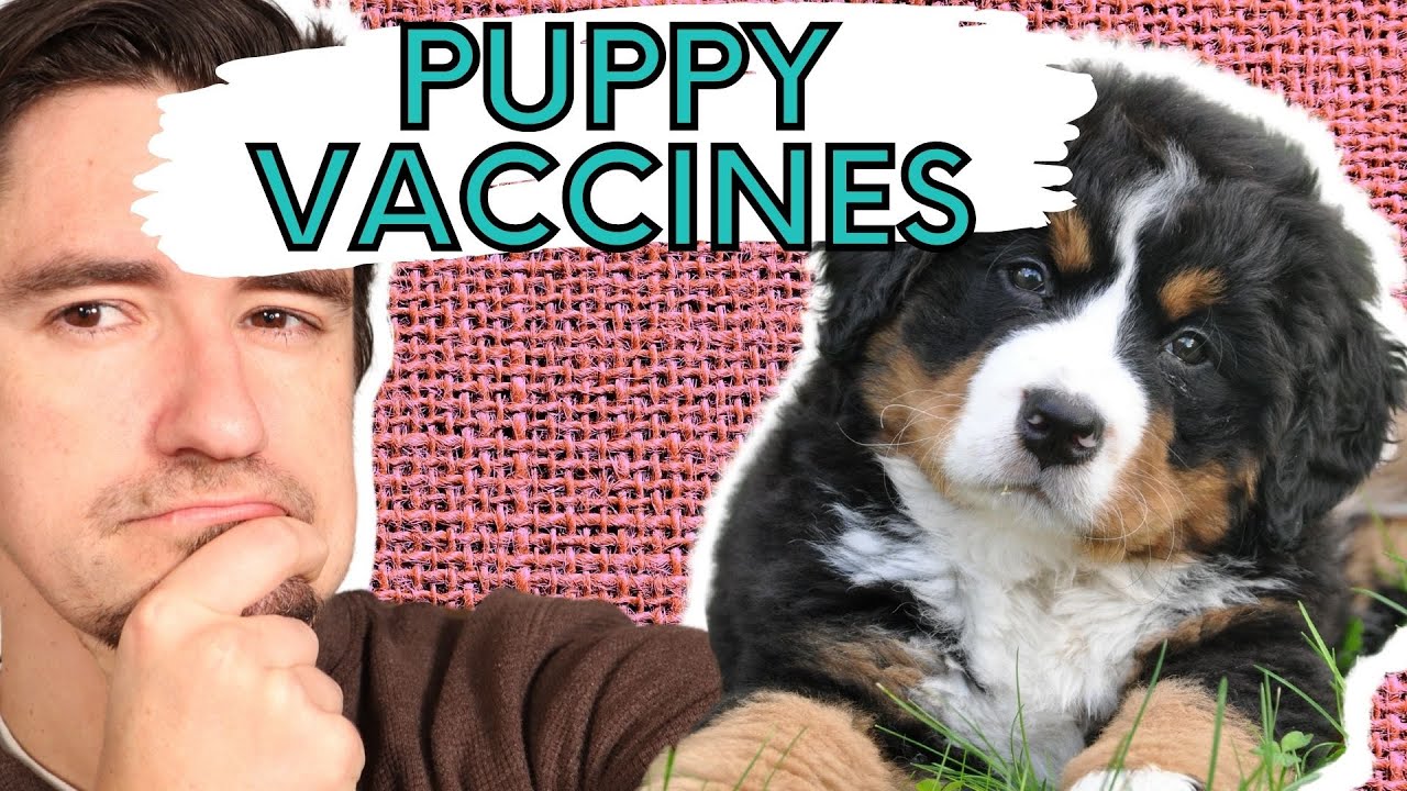What vaccines does your puppy need?