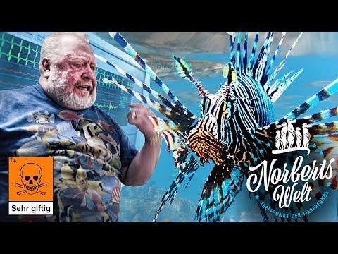 ROTFEUERFISCH tötet Norbert Zajac 3 mal! STORYTIME und Gefahrenhinweis! | NORBERTS WELT | Zoo Zajac