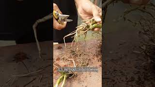 Download lagu Tips penanaman kembali anggrek gundul dan tidak sehat mp3 Download lagu Tips penanaman kembali anggrek gundul dan tidak sehat mp3