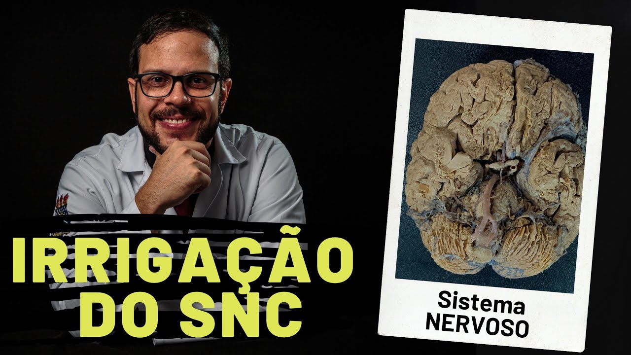 SISTEMA NERVOSO: IRRIGAÇÃO DO SNC - AULA PRÁTICA