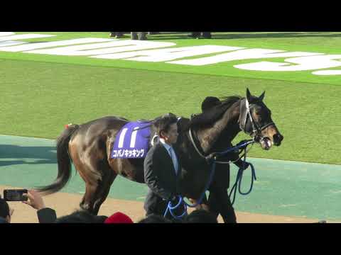 【コパノキッキング】パドック｜第36回フェブラリーステークス(GⅠ)　#Shorts