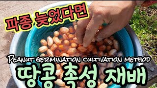 땅콩 파종이 늦었다고? 촉성재배 하지뭐! Peanut germination cultivation method…