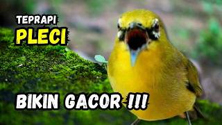 Download lagu Terapi Pleci Ampuh Bikin Gacor | Hitungan Detik Pleci Ikut Bunyi mp3