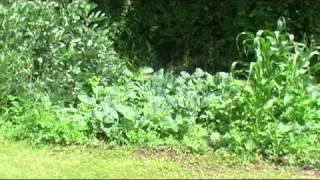 preview picture of video 'A quick look at my English gardens in June 2014'