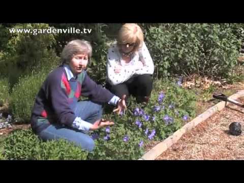 image-How do you care for a geranium Johnson blue?