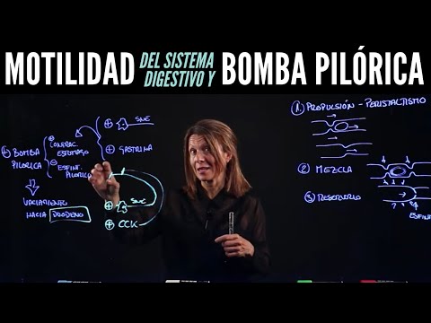 Motilidad del Sistema Gastrointestinal