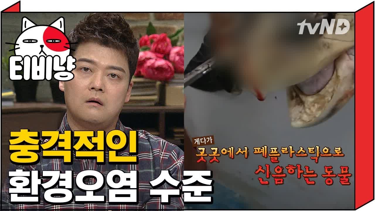 [티비냥] 플라스틱으로 죽어가는 지구와 동물들, 생각보다 더 충격적인 환경 오염
