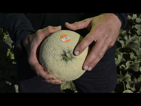 How to pick a ripe rockmelon