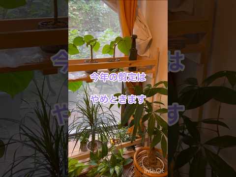 フクシアの剪定方法は？植物が実際に再び成長できるようにするには、いつ剪定する必要がありますか?  庭園