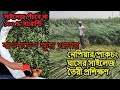 Pakchong Napier Grass Silage Making Training 100 Guarantee That Silage Will Not Rot