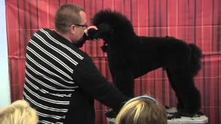 Standard Poodle Grooming by Colin Taylor - Salon & Competition video