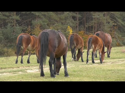 - ZMAJEVI KONJI U RAJSKOM CARSTVU NA OBRONCIMA PLANINE LISINE