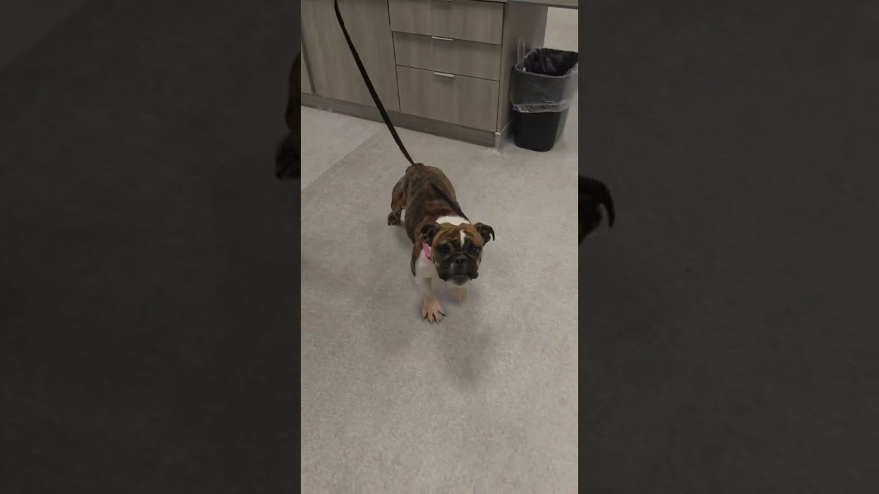 Smore's video