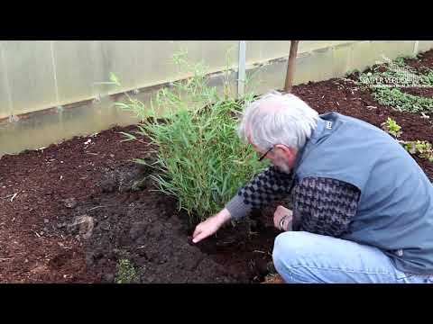 Bambus Fargesia - Richtig Einpflanzen im Garten