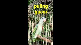 Download lagu Burung puling/Nuri tanau yang gacor,cocok untuk pikat.puling liar pasti nyaut mp3