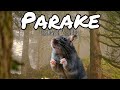 Parake Lekompo Version Dlala Extrinsic New Hit 2025