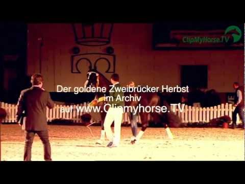 Zweibrückerhengste Körung | Impressionen | 2012