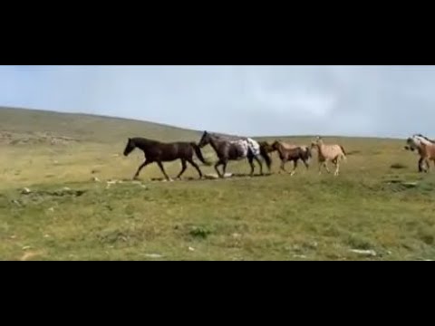 Cavalli e mucche al pascolo sulle Dolomiti ad Ortisei, Seceda