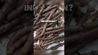 Download lagu Dare to try? This twig turns out not to be a plant but a forest insect. mp3