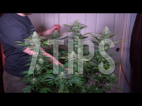 7 IMPORTANT TIPS for GROWING BIG BUDS AND INCREASING YIELDS