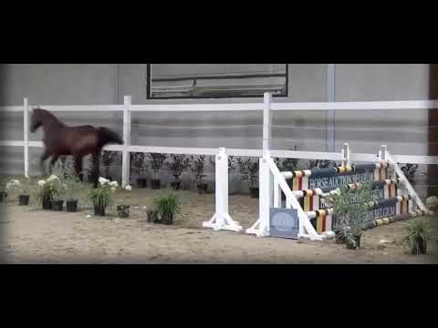 Cicero Z x Ideal de la lodge x Diamant de Semilly 3yr