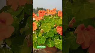 নেস্টার্সিয়াম ফুলের পরিচার্য // How to grow and care Nasturtium flower
