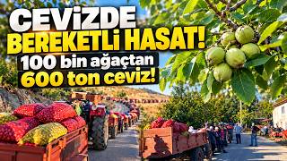 Bilecik’te Ceviz Bereketi: Her Akşam 4 Tır Yola Çıkıyor, 600 Ton Üretim Bekleniy