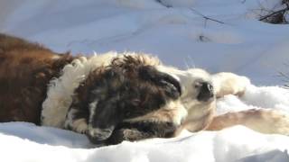 Bernhardiner nimmt Schneebad in St. Johann in Tirol - Wilder Kaiser - Österreich