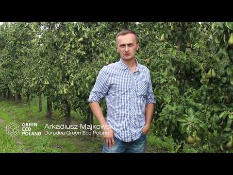 Grusza. Czym nawozić? Doradztwo Green Eco Poland