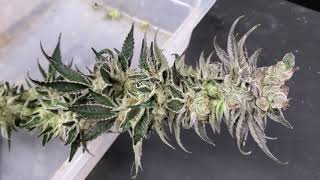 Ethos Wedding cake x Temple kush Tupac strain review