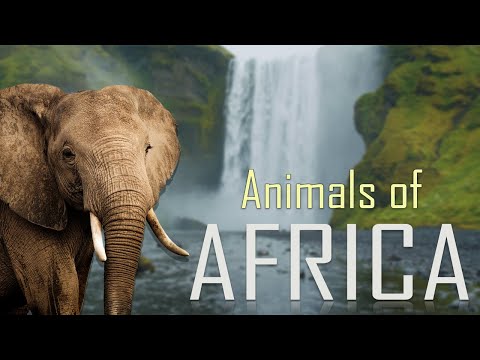 Animals of Africa 4K | wild animals 4k videos | Scenic Wildlife Film | 4k videos | african animals
