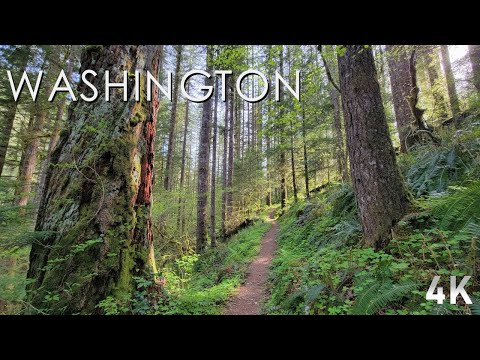 A Rainforest Walk to Black Hole Falls - No Talk, No Music, Just Nature. - 4K Virtual Hike