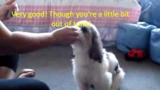 Doggie Choir Practice