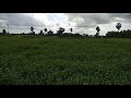 வரகு பயிர் Farm Land Therkunam Mannerkal