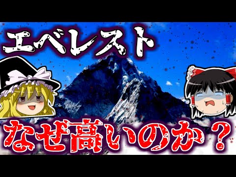 ヒマラヤパインについて詳しく解説