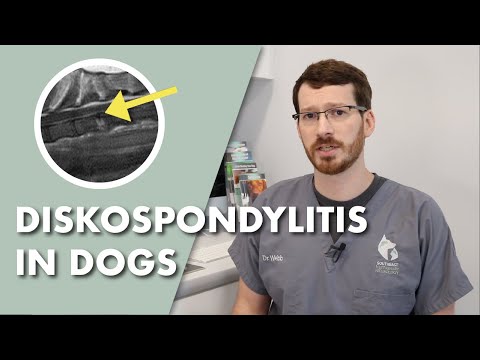 Discospondylitis in Dogs: Symptoms, Causes, Diagnosis and Treatment