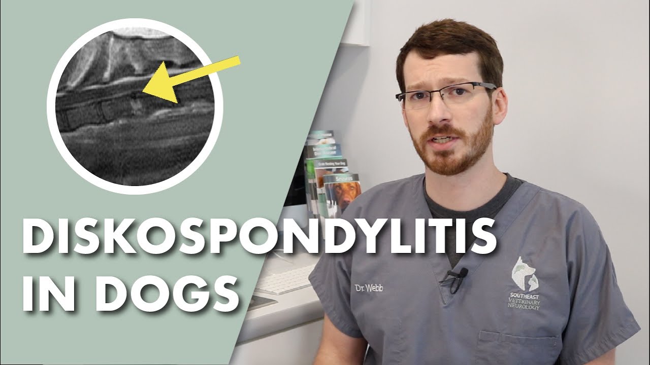 What can be done for spondylosis in dogs? Tipseri