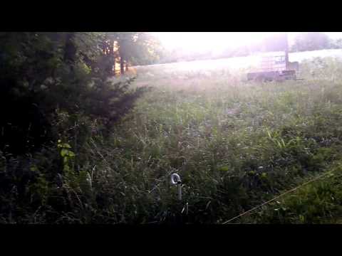 Pigs moved into the trees