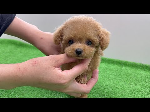 YouTube動画のサムネイル