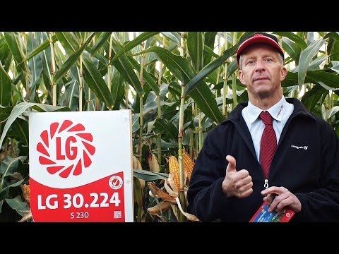 LG Seeds Deutschland | Mais LG 30.224 - KRAFTFUTTER DIREKT VOM FELD - 4 gute Gründe, 1 Mais