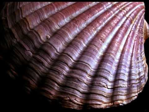 Medieval music : pilgrim song - Stella splendens