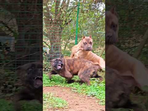 aggressive presa canario and cane corso #short #presacanario #canecorso