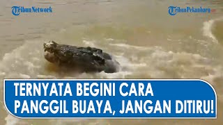 Download lagu VIRAL, PAWANG Tunjukkan Cara Panggil Buaya di Alam Liar, Jangan Coba-Coba! mp3 Download lagu VIRAL, PAWANG Tunjukkan Cara Panggil Buaya di Alam Liar, Jangan Coba-Coba! mp3