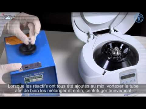 Préparation du Master Mix pour la RT-PCR