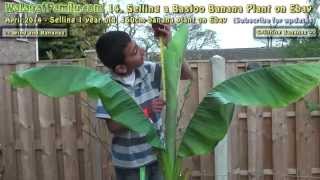 How to Make Money by Selling Banana Plants on Ebay (14)