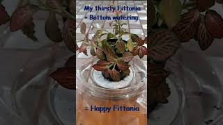 Fittonia Bottom watering Timelapse # fittonia #Shorts