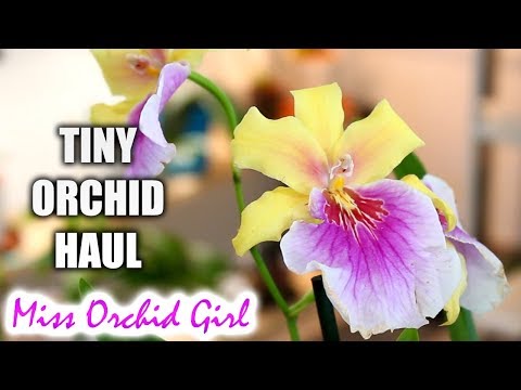 Tiny Orchid Haul - New hybrids on the market!
