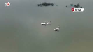 Efteni Gölü Kuğuları Misafir Etti